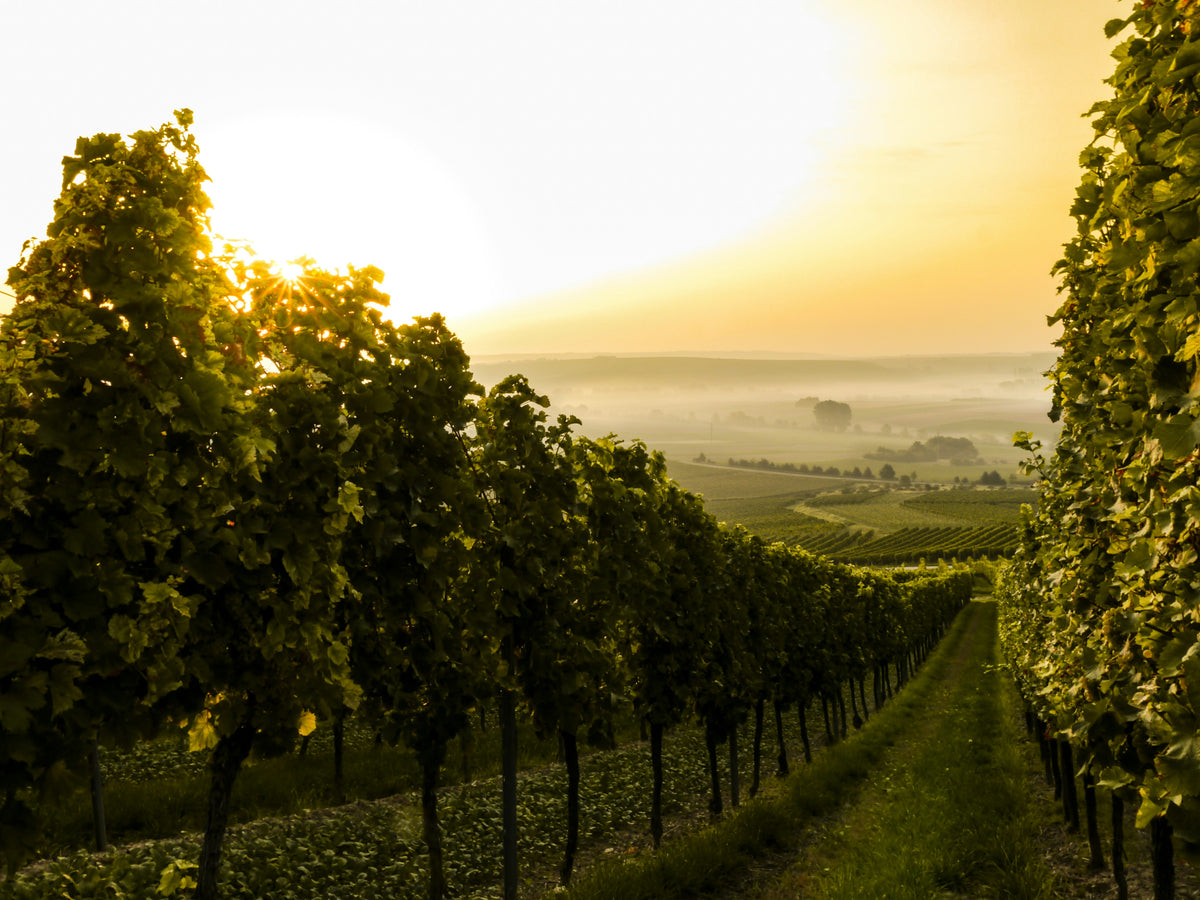 Vineyard landscape with rows of grapevines at sunset.